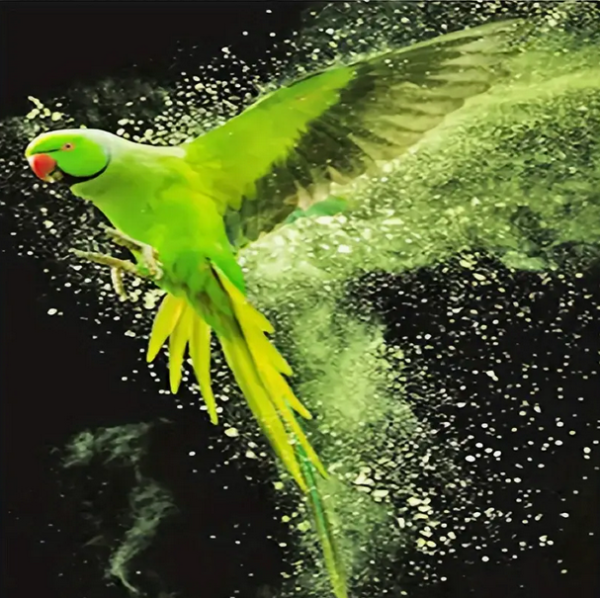 Diamond Painting Papagei Halsbandsittich